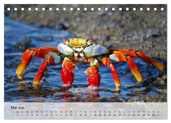 Produktbild: Krabben. Lustige Aliens (Tischkalender 2026 DIN A5 quer), CALVENDO Monatskalender