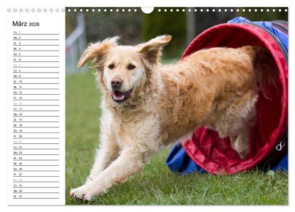 Produktbild: Agility - Sport und Spass (Wandkalender 2026 DIN A3 quer), CALVENDO Monatskalender