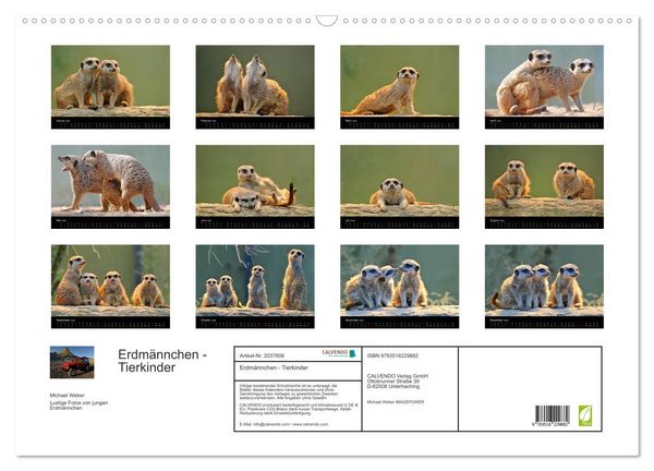 Produktbild: Erdm&auml;nnchen - Tierkinder (Wandkalender 2026 DIN A2 quer), CALVENDO Monatskalender