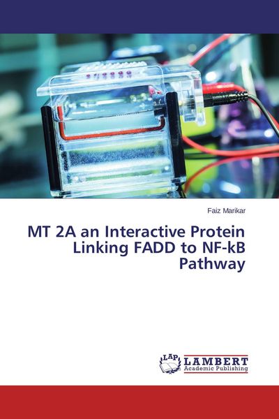 Produktbild: MT 2A an Interactive Protein Linking FADD to NF-kB Pathway