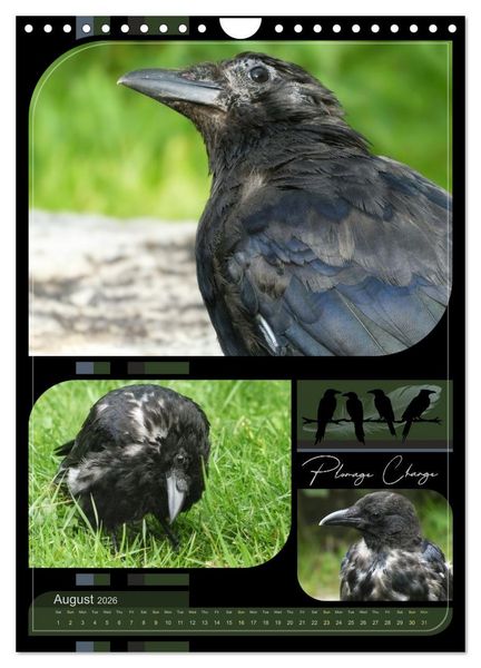 Produktbild: Crows - Through the Seasons (Wall Calendar 2026 DIN A4 portrait), CALVENDO 12 Month Wall Calendar