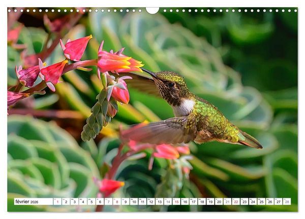 Produktbild: Colibris - pierres pr&eacute;cieuses volantes (Calendrier mural 2026 DIN A3 vertical), CALVENDO calendrier mensuel