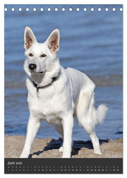 Produktbild: Berger Blanc Suisse - Freunde auf 4 Pfoten (Tischkalender 2026 DIN A5 hoch), CALVENDO Monatskalender