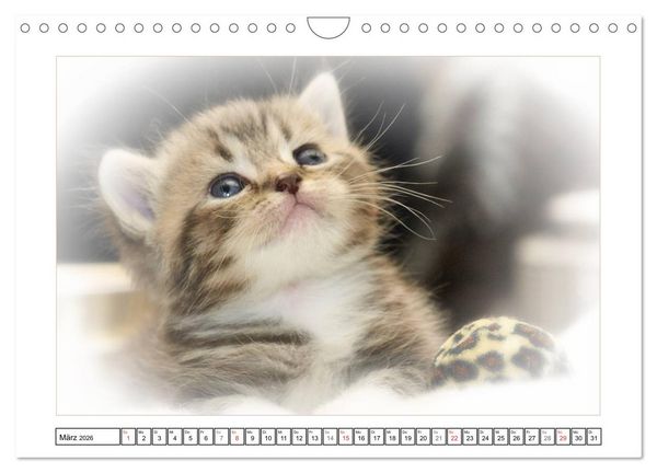 Produktbild: Katzen &ndash; Treue Begleiter (CH - Version) (Wandkalender 2026 DIN A4 quer), CALVENDO Monatskalender