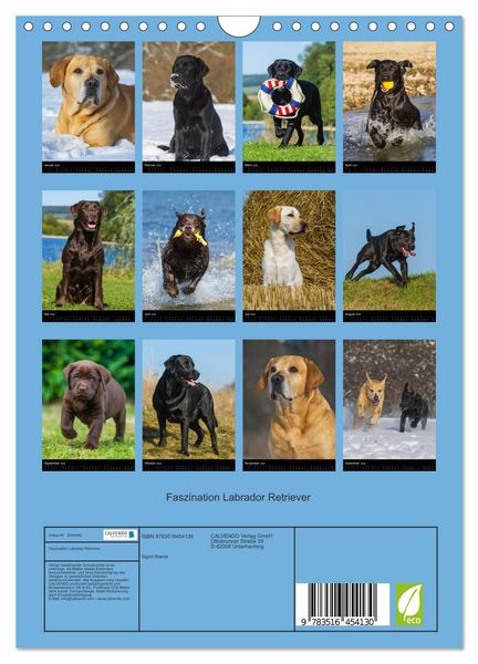 Produktbild: Faszination Labrador Retriever (Wandkalender 2026 DIN A4 hoch), CALVENDO Monatskalender