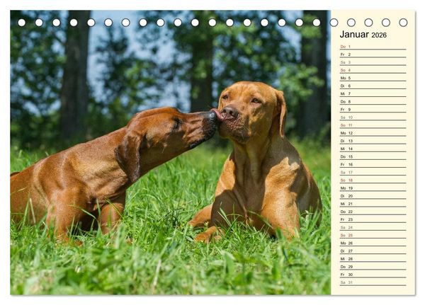Produktbild: Rhodesian Ridgeback 2026 (Tischkalender 2026 DIN A5 quer), CALVENDO Monatskalender