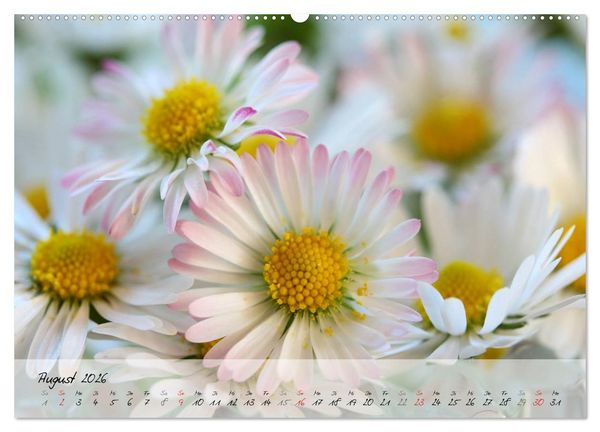 Produktbild: Bl&uuml;ten dicht an dicht (Wandkalender 2026 DIN A2 quer), CALVENDO Monatskalender