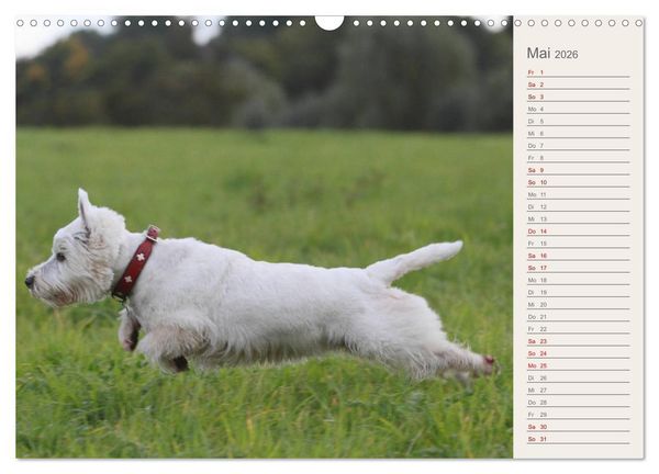 Produktbild: West Highland White Terrier - Selbstbewustes Powerpaket - der Westie (Wandkalender 2026 DIN A3 quer), CALVENDO Monatskalender
