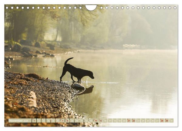Produktbild: Labrador Trio - 3 Farben, 3 Freunde (Wandkalender 2026 DIN A4 quer), CALVENDO Monatskalender