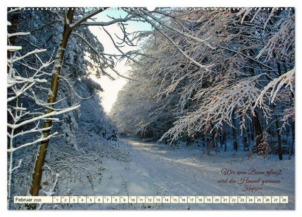 Produktbild: Waldbaden - Shinrin Yoku (Wandkalender 2026 DIN A2 quer), CALVENDO Monatskalender