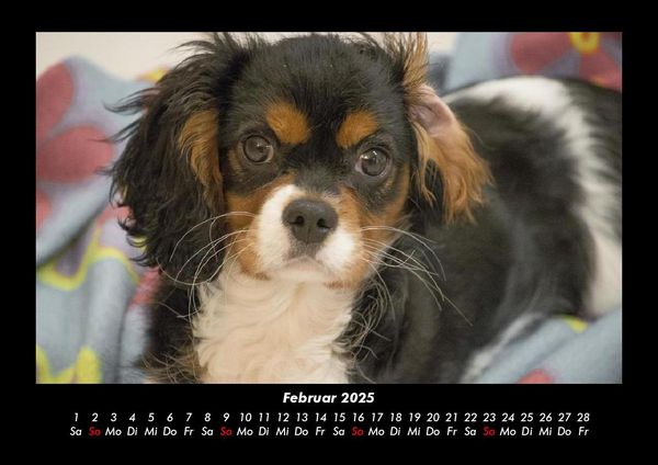 Produktbild: Hundezauber 2025 Fotokalender DIN A3