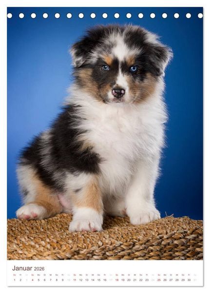 Produktbild: Australian Shepherds (Tischkalender 2026 DIN A5 hoch), CALVENDO Monatskalender