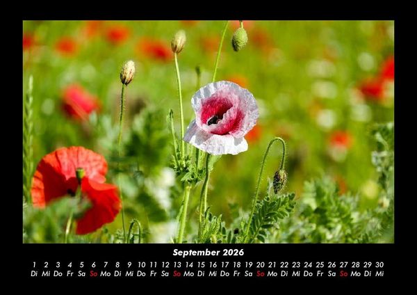 Produktbild: Blumenkalender 2026 Fotokalender DIN A3