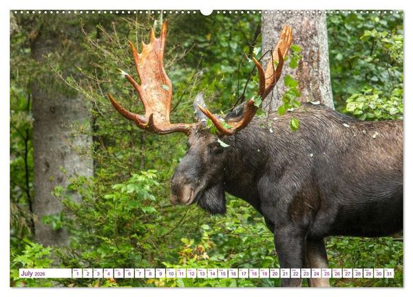 Produktbild: THE NORTHERN WOODLANDS MOOSE (Wall Calendar 2026 DIN A2 landscape), CALVENDO 12 Month Wall Calendar