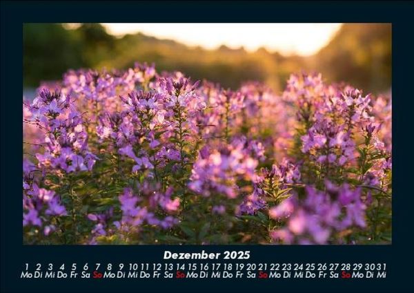 Produktbild: Blumentr&auml;ume 2025 Fotokalender DIN A5