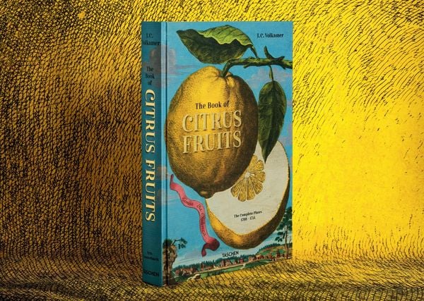 Produktbild: Johann Christoph Volkamer. Citrus fruits