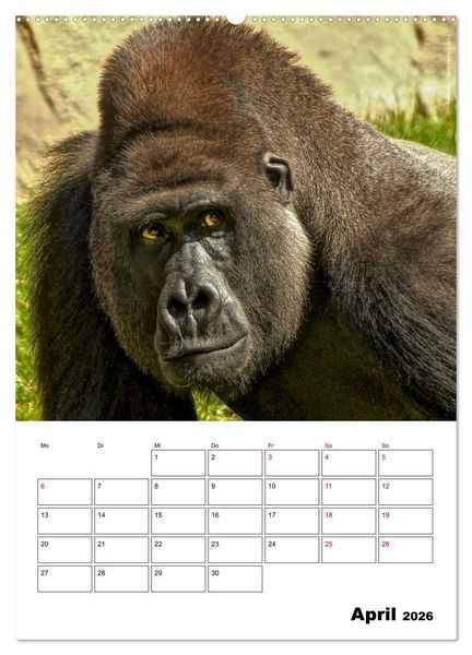 Produktbild: Augenblick der Affen 2026 (Wandkalender 2026 DIN A2 hoch), CALVENDO Monatskalender
