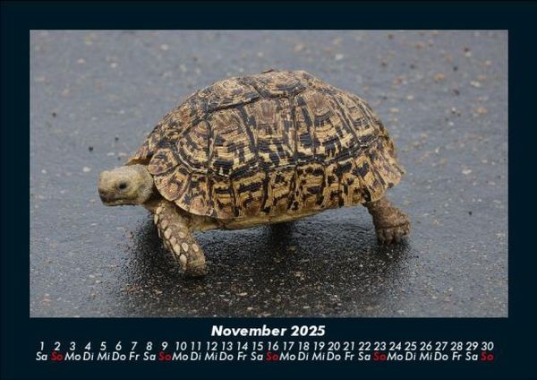 Produktbild: Schildkr&ouml;tenzauber 2025 Fotokalender DIN A5