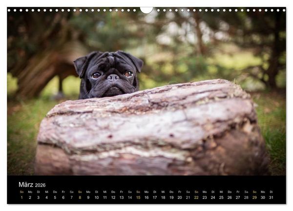 Produktbild: Diesel, der schwarze Mops (Wandkalender 2026 DIN A3 quer), CALVENDO Monatskalender
