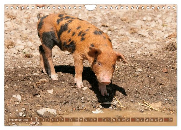 Produktbild: Gl&uuml;ckliche Schweine Berkshire-Iberico Ferkel (Wandkalender 2026 DIN A4 quer), CALVENDO Monatskalender