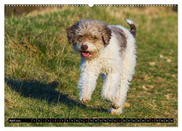Produktbild: Lagotto Romagnolo - Italienischer Tr&uuml;ffelhund (hochwertiger Premium Wandkalender 2026 DIN A2 quer), Kunstdruck in Hochglanz