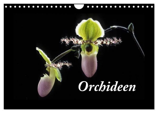 Produktbild: Orchideen 2026 (Wandkalender 2026 DIN A4 quer), CALVENDO Monatskalender