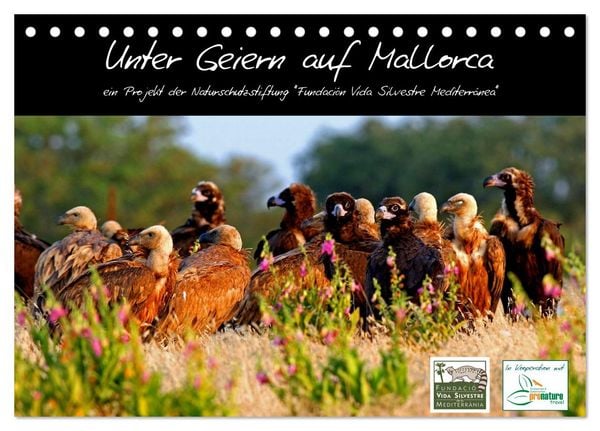 Produktbild: Unter Geiern auf Mallorca: Ein Projekt der Naturschutzstiftung Vida Silvestre Mediterr&aacute;nea (Tischkalender 2026 DIN A5 quer), CALVENDO Monatskalender