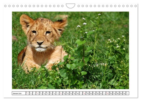 Produktbild: Kleine Schelme - Tierbabys (Wandkalender 2026 DIN A4 quer), CALVENDO Monatskalender