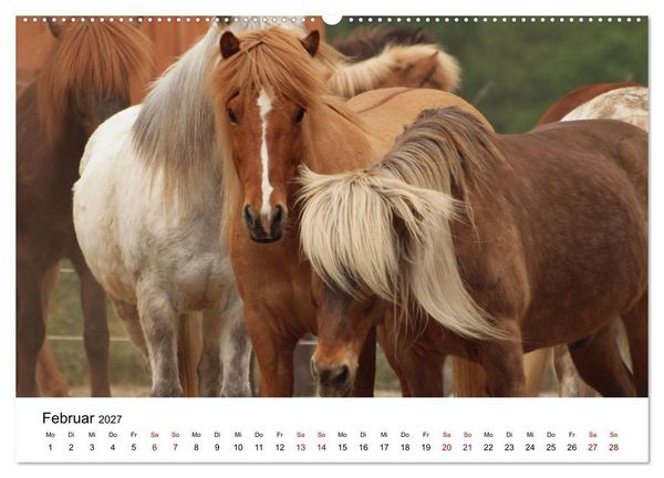 Produktbild: Islandpferde - Hufschlag aus Feuer und Eis (hochwertiger Premium Wandkalender 2027 DIN A2 quer), Kunstdruck in Hochglanz