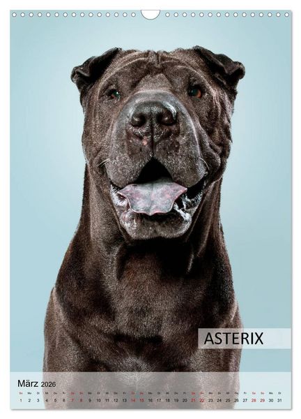 Produktbild: Hundekalender - Hunderassen im Portrait (Wandkalender 2026 DIN A3 hoch), CALVENDO Monatskalender