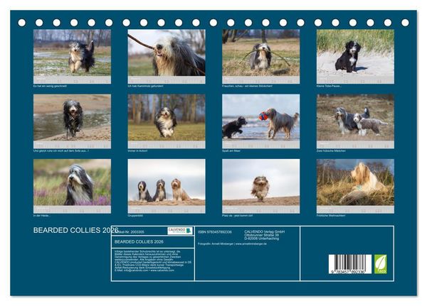 Produktbild: BEARDED COLLIES 2026 (Tischkalender 2026 DIN A5 quer), CALVENDO Monatskalender