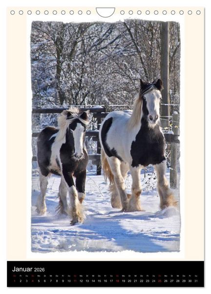 Produktbild: Gypsy's (Wandkalender 2026 DIN A4 hoch), CALVENDO Monatskalender