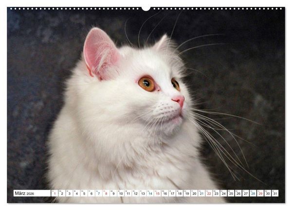 Produktbild: Die Perserkatze - Farbschlag Wei&szlig; (Wandkalender 2026 DIN A2 quer), CALVENDO Monatskalender