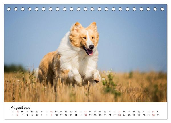 Produktbild: Collies 2026 in Kurz- und Langhaar (Tischkalender 2026 DIN A5 quer), CALVENDO Monatskalender