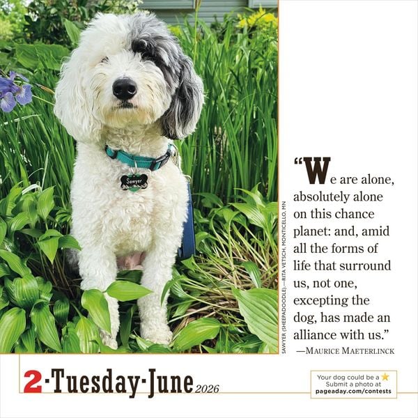 Produktbild: 365 Dogs Page-A-Day&reg; Calendar 2026