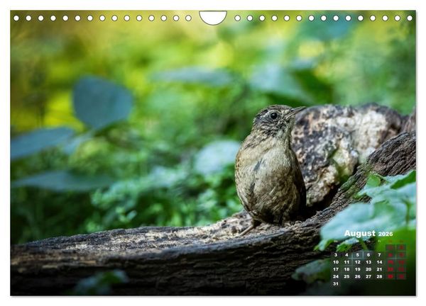 Produktbild: V&ouml;gel in heimischen W&auml;ldern (Wandkalender 2026 DIN A4 quer), CALVENDO Monatskalender