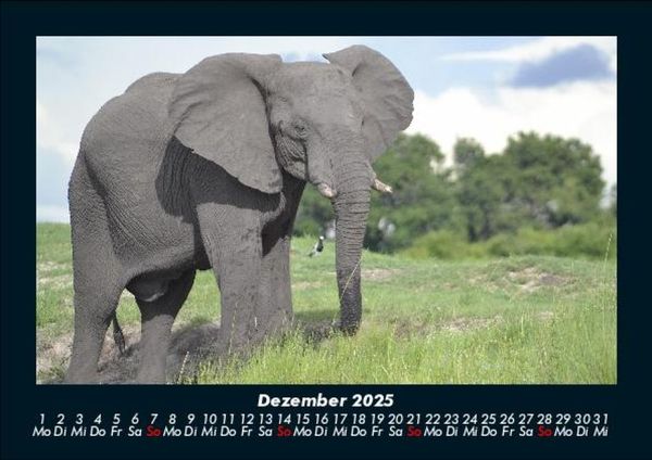 Produktbild: Tiere in der Wildnis 2025 Fotokalender DIN A5