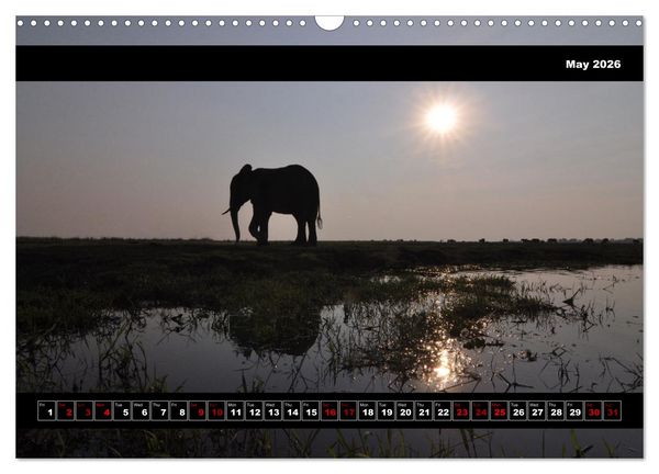 Produktbild: Elephants of Botswana (Wall Calendar 2026 DIN A3 landscape), CALVENDO 12 Month Wall Calendar