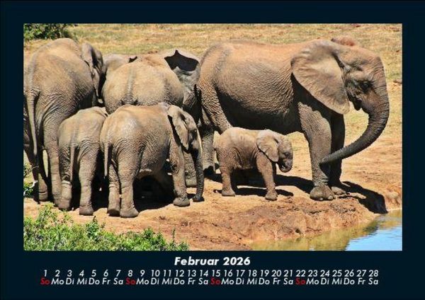 Produktbild: Elefanten 2026 Fotokalender DIN A5