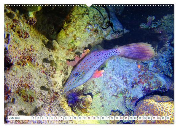 Produktbild: Geheimnisvolle Welt unter Wasser - Nachts am Riff (hochwertiger Premium Wandkalender 2026 DIN A2 quer), Kunstdruck in Hochglanz