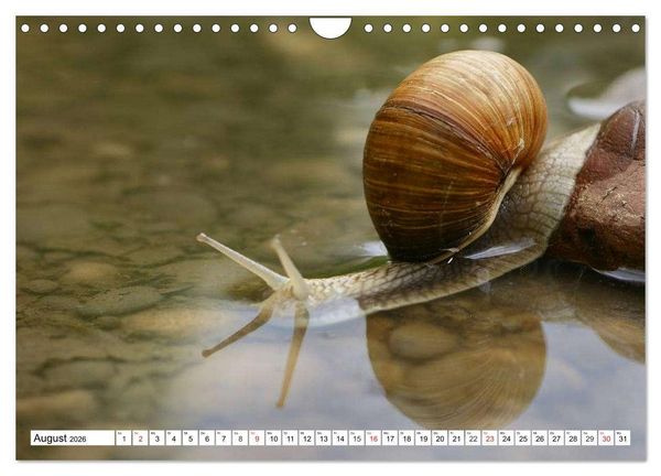 Produktbild: Schnecken. Witzige Schleimer (Wandkalender 2026 DIN A4 quer), CALVENDO Monatskalender