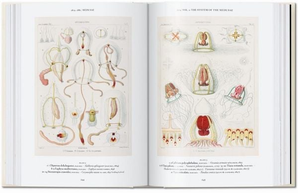 Produktbild: The Art and Science of Ernst Haeckel