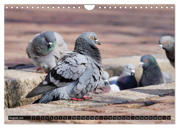 Produktbild: Abneigung und Ekel. Die unbeliebtesten Tiere (Wandkalender 2026 DIN A4 quer), CALVENDO Monatskalender
