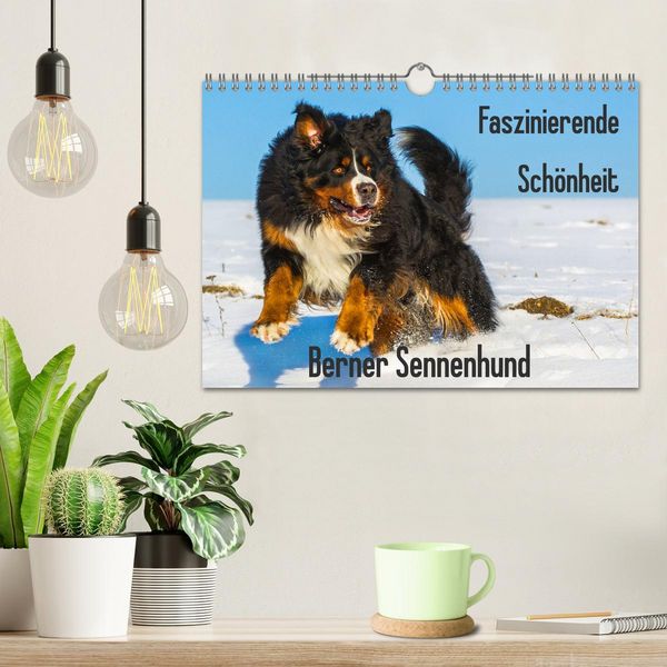 Produktbild: Faszinierende Sch&ouml;nheit Berner Sennenhund (Wandkalender 2026 DIN A4 quer), CALVENDO Monatskalender