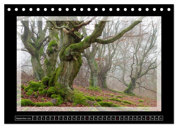 Produktbild: Zauberwald HALLOH (Tischkalender 2026 DIN A5 quer), CALVENDO Monatskalender