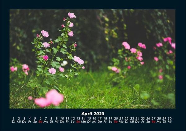 Produktbild: Blumentr&auml;ume 2025 Fotokalender DIN A4