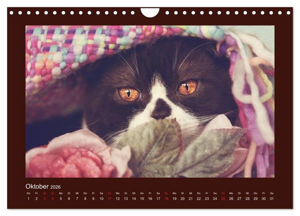 Produktbild: Britisch Kurzhaar Katzen - Poesie f&uuml;rs Auge (Wandkalender 2026 DIN A4 quer), CALVENDO Monatskalender