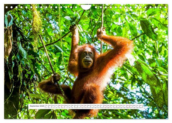 Produktbild: Gunung Leuser Nationalpark und seine Orang Utans (Wandkalender 2026 DIN A4 quer), CALVENDO Monatskalender