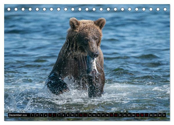 Produktbild: Grizzlyb&auml;ren im Katmai Nationalpark Alaska (Tischkalender 2026 DIN A5 quer), CALVENDO Monatskalender