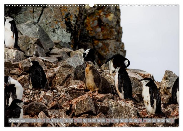 Produktbild: Einfach liebenswert diese Pinguine (hochwertiger Premium Wandkalender 2026 DIN A2 quer), Kunstdruck in Hochglanz